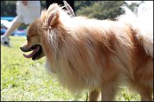 2009_bark_in_the_park_015