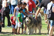 2010_bark_in_the_park_029