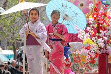 2011_cherry_blossom_007